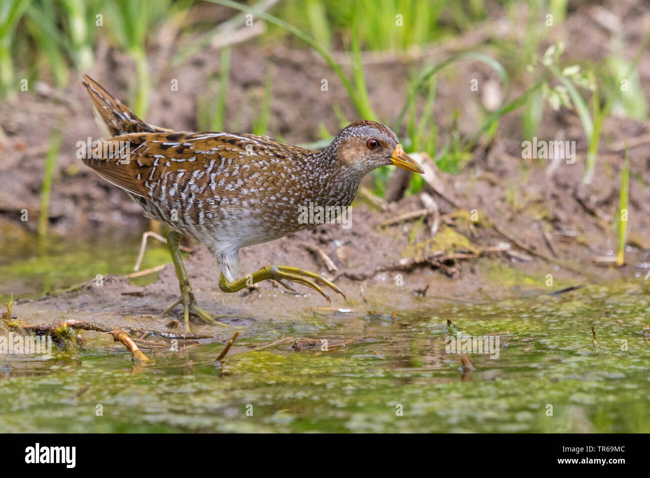 Spotted crake (Porzana porzana), searchong pour l'alimentation en eau, Grèce, Lesbos Banque D'Images