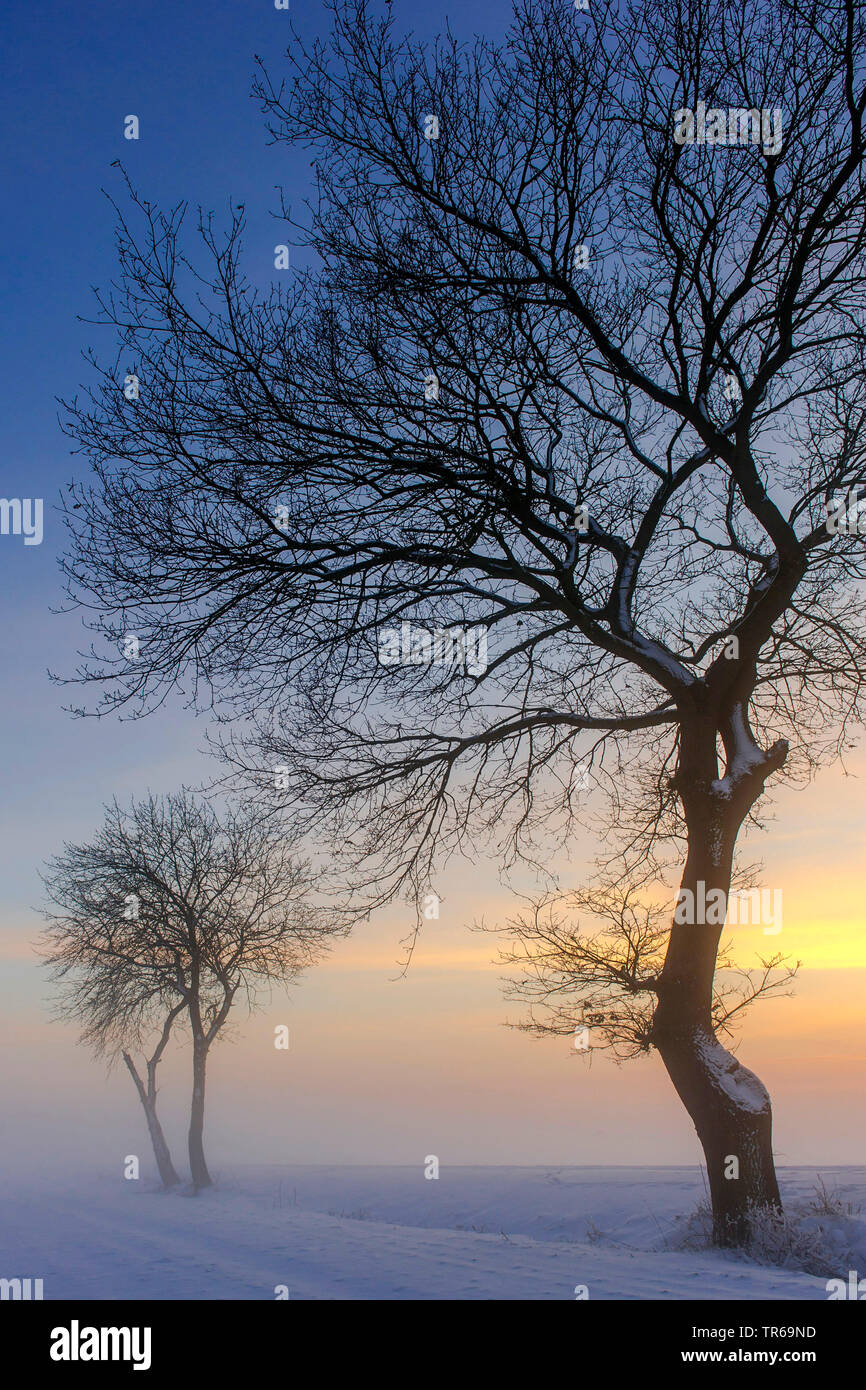 Arbres en hiver au coucher du soleil, de l'ALLEMAGNE, Basse-Saxe Banque D'Images