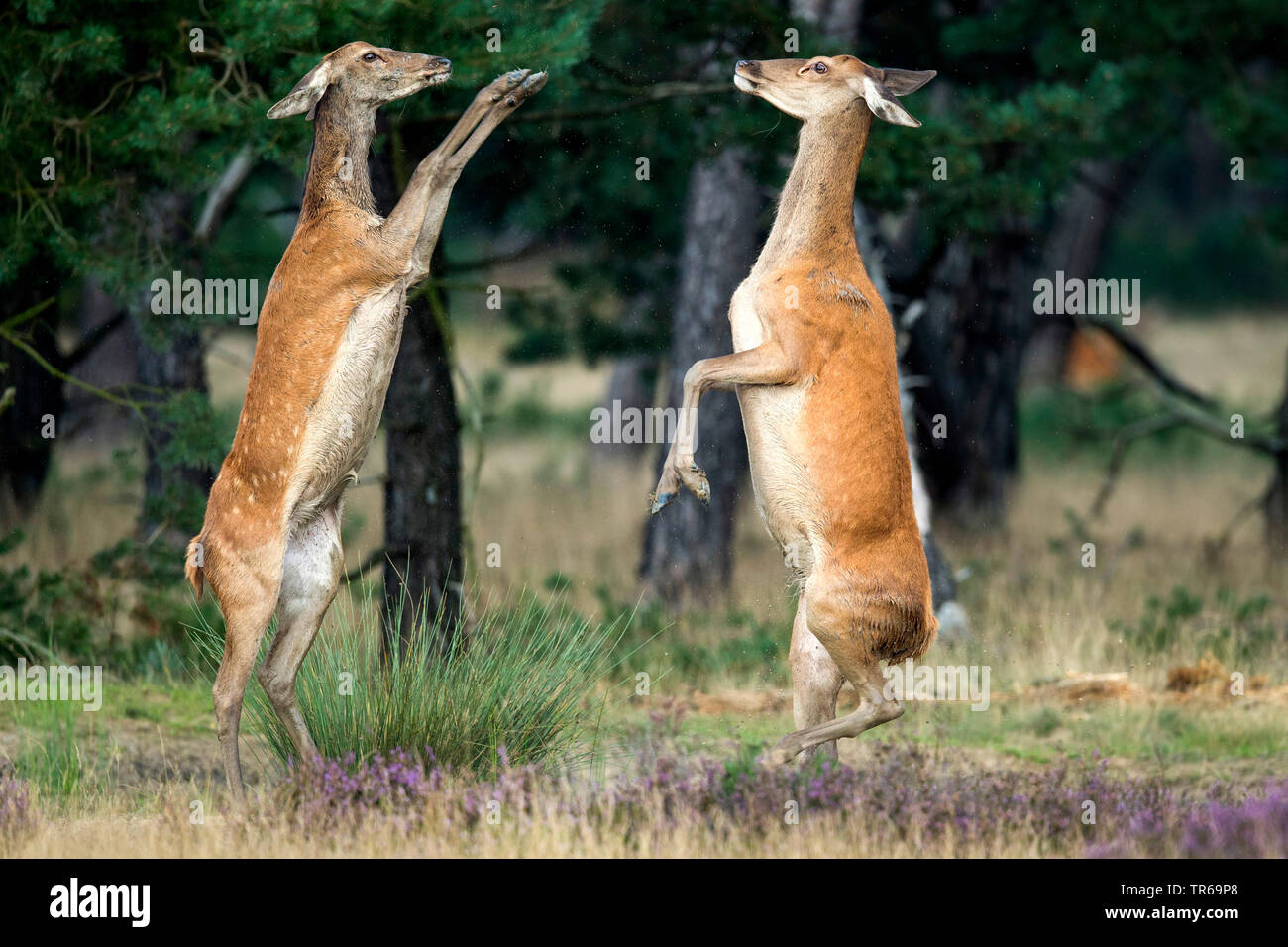 Red Deer (Cervus elaphus), deux compétitrices debout, Pays-Bas, Gueldre, le Parc national Hoge Veluwe, Hoenderloo Banque D'Images