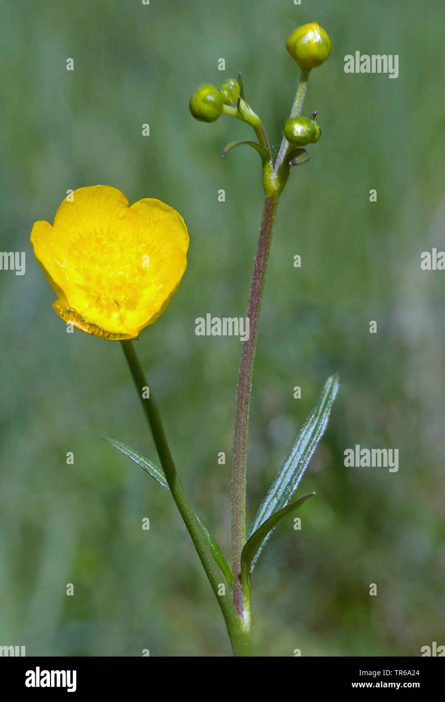 La renoncule âcre, montage vertical meadow crowfoot (Ranunculus acris, Ranunculus acer), blooming, Allemagne, Bavière, Oberbayern, Haute-Bavière Banque D'Images