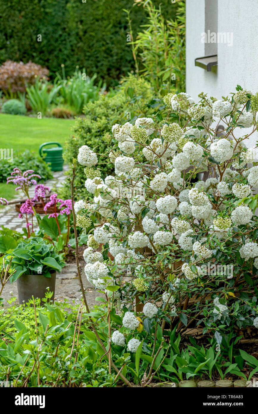 (Viburnum Viburnum 'Eskimo', Viburnum Eskimo), blooming, cutivar Eskimo Banque D'Images