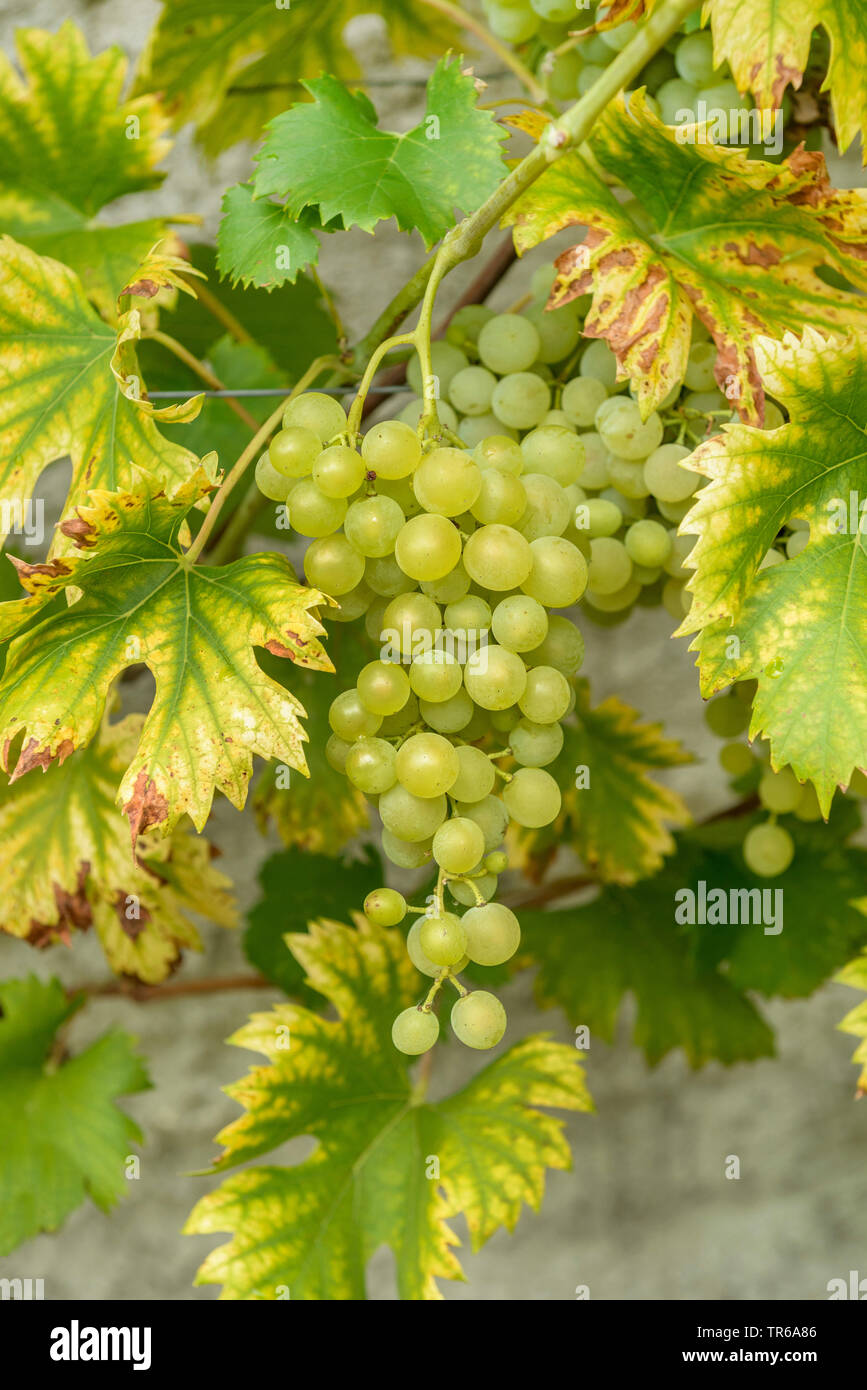 Vigne raisin, vigne (Vitis vinifera 'Fanny', Vitis vinifera Fanny, Vitis 'Fanny' Vitis, Fanny), les raisins du cultivar Fanny, Allemagne Banque D'Images