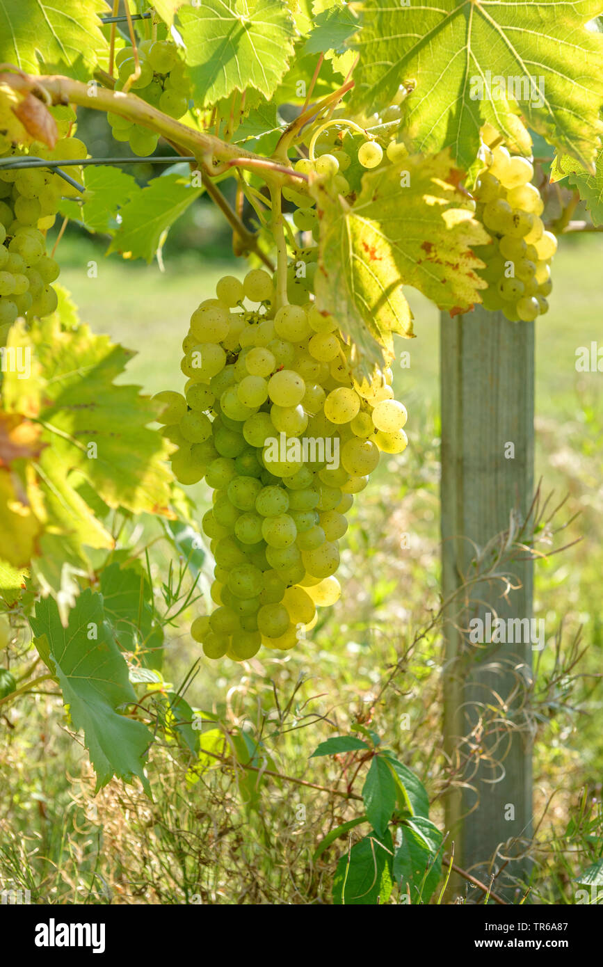 Vigne raisin, vigne (Vitis vinifera 'Lilla, Lilla, Vitis vinifera Vitis 'Lilla Lilla', Vitis), les raisins du cultivar Lilla, Allemagne Banque D'Images