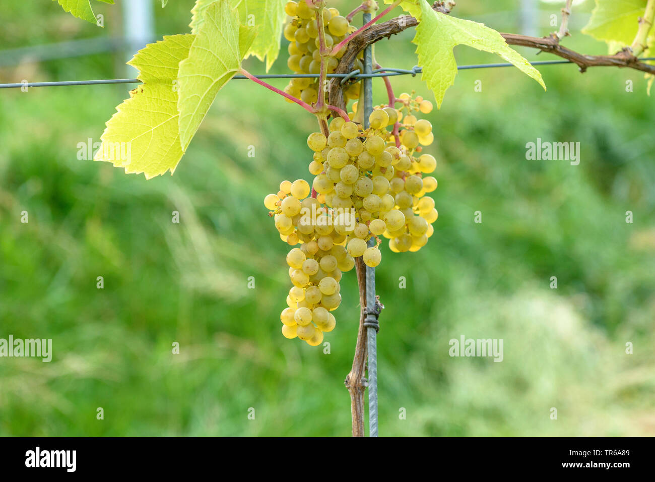 Vigne raisin, vigne (Vitis vinifera "Arci solaris", Solaris, Vitis vinifera Vitis "Arci solaris", Vitis Solaris), les raisins du cultivar Solaris, Allemagne Banque D'Images