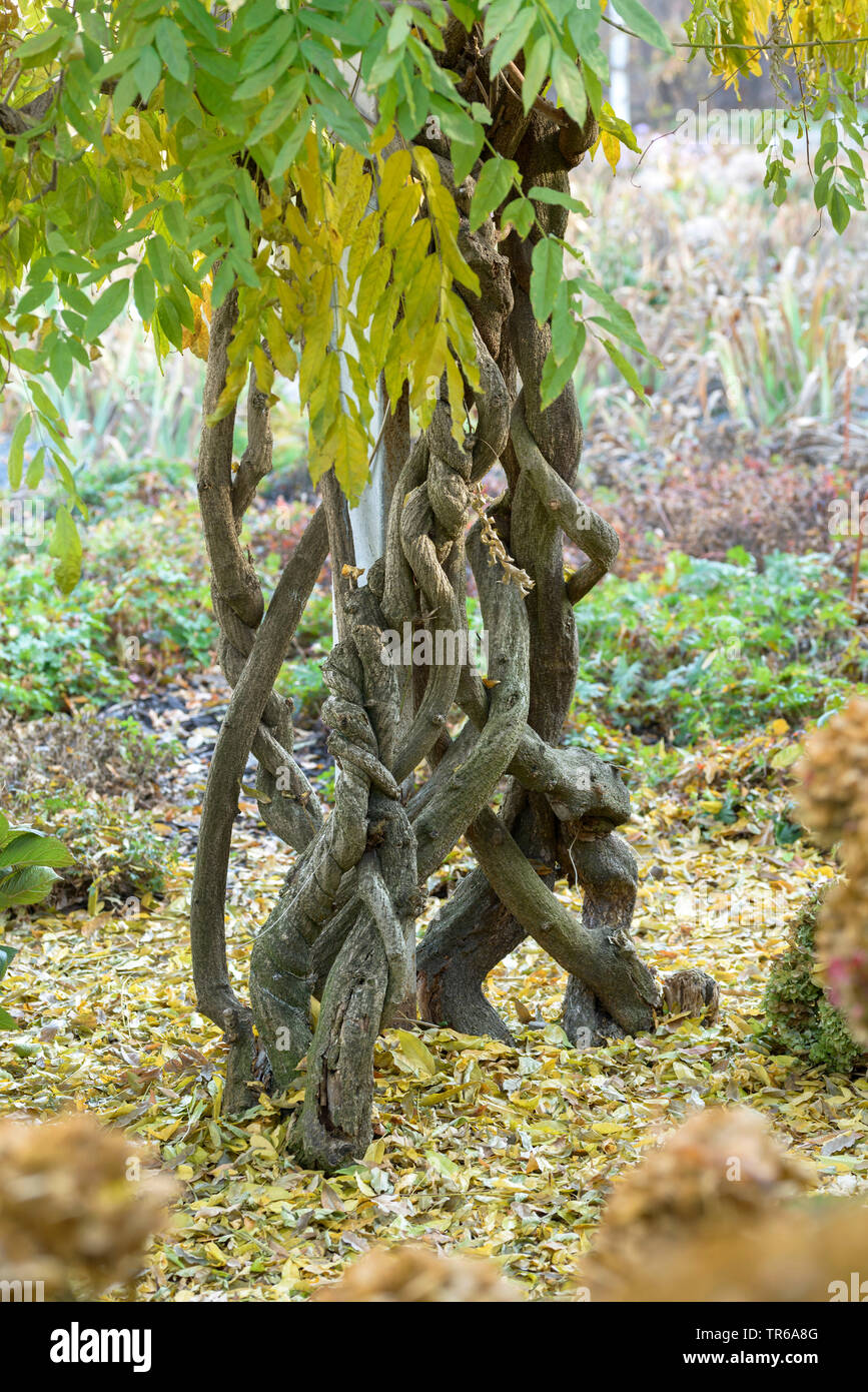 Wisteria floribunda (glycine du Japon 'ultijuga', Wisteria floribunda, Wisteria brachybotrys Multijuga), troncs de cultivar Multijuga Banque D'Images