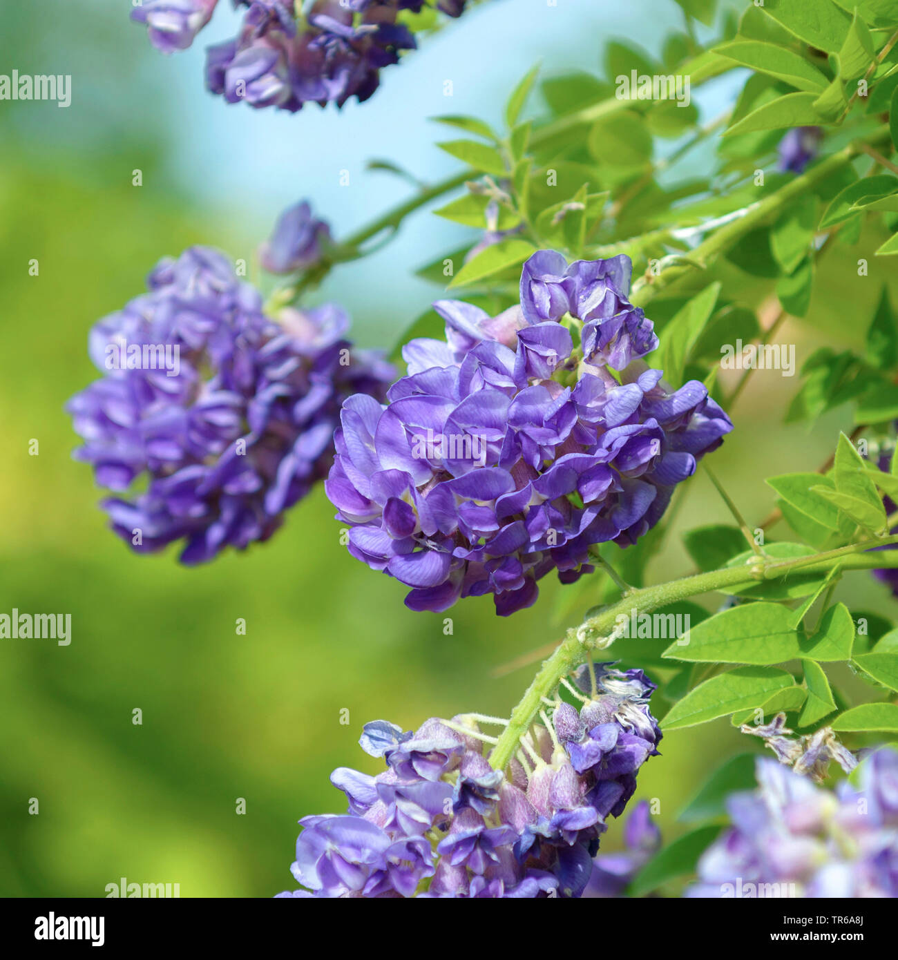 Glycine (Wisteria frutescens américain 'Longwood Purple', Wisteria frutescens Longwood violet), la floraison, le cultivar pourpre Longwood Banque D'Images