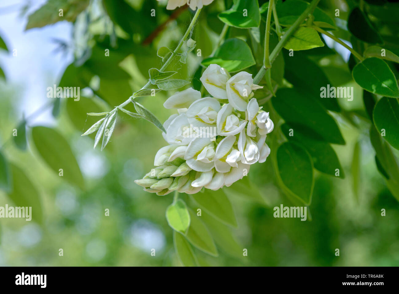 Glycine de Chine (Wisteria sinensis 'Nivea' Wisteria sinensis), Nivea, Nivea, le cultivar en fleurs, l'Allemagne, la Saxe Banque D'Images