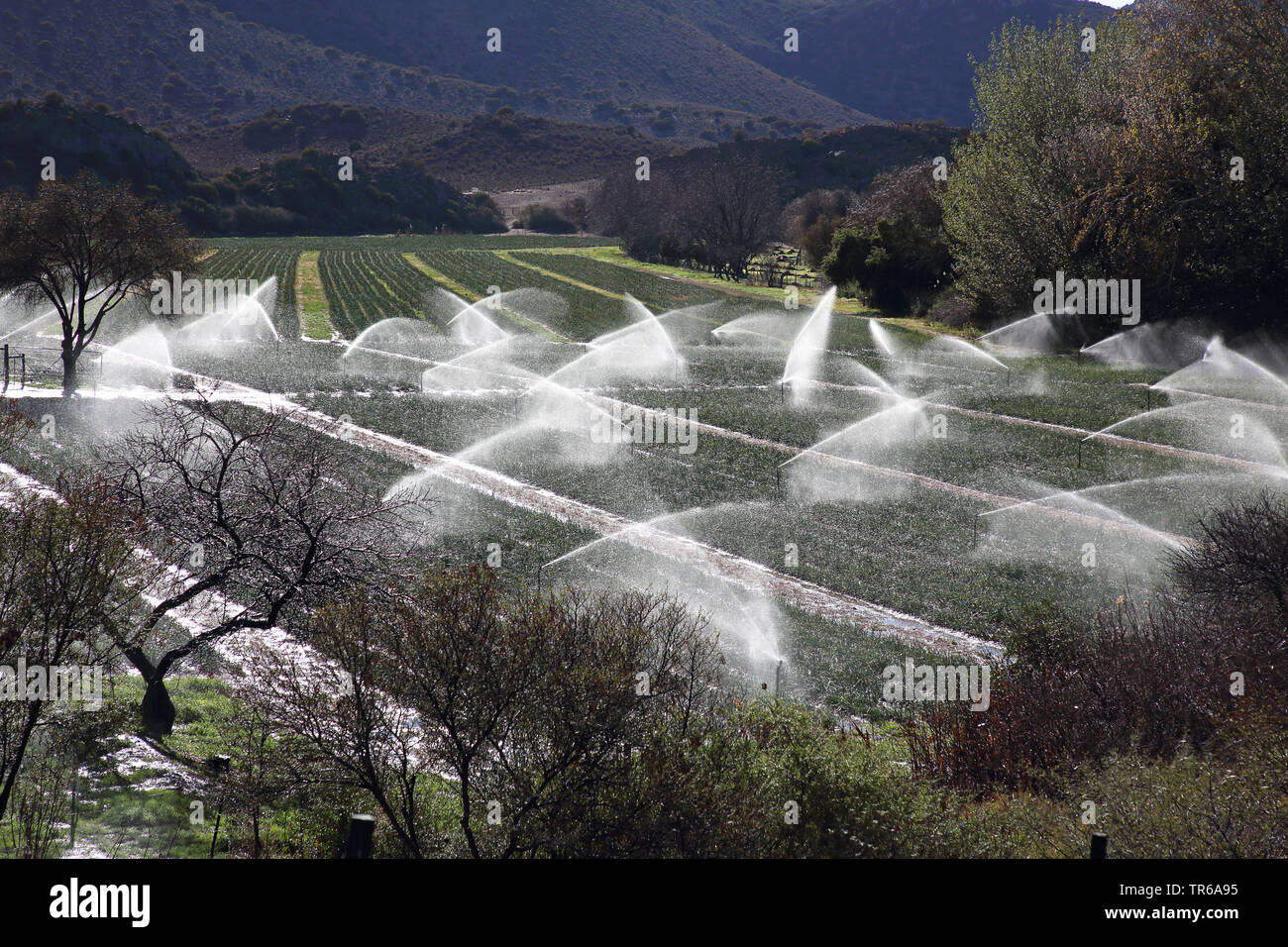 Irrigaton de champs dans les Highlands, Afrique du Sud, Klaarstrom Banque D'Images