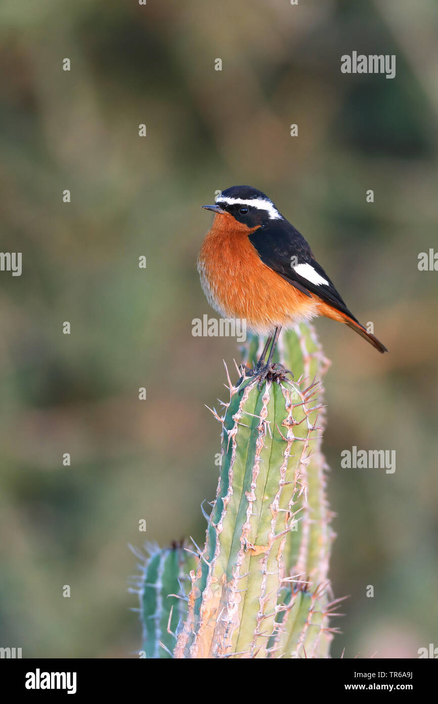 Moussier (Phoenicurus moussieri rougequeue de), homme assis sur un l'euphorbe ésule, Maroc, Tamri Banque D'Images