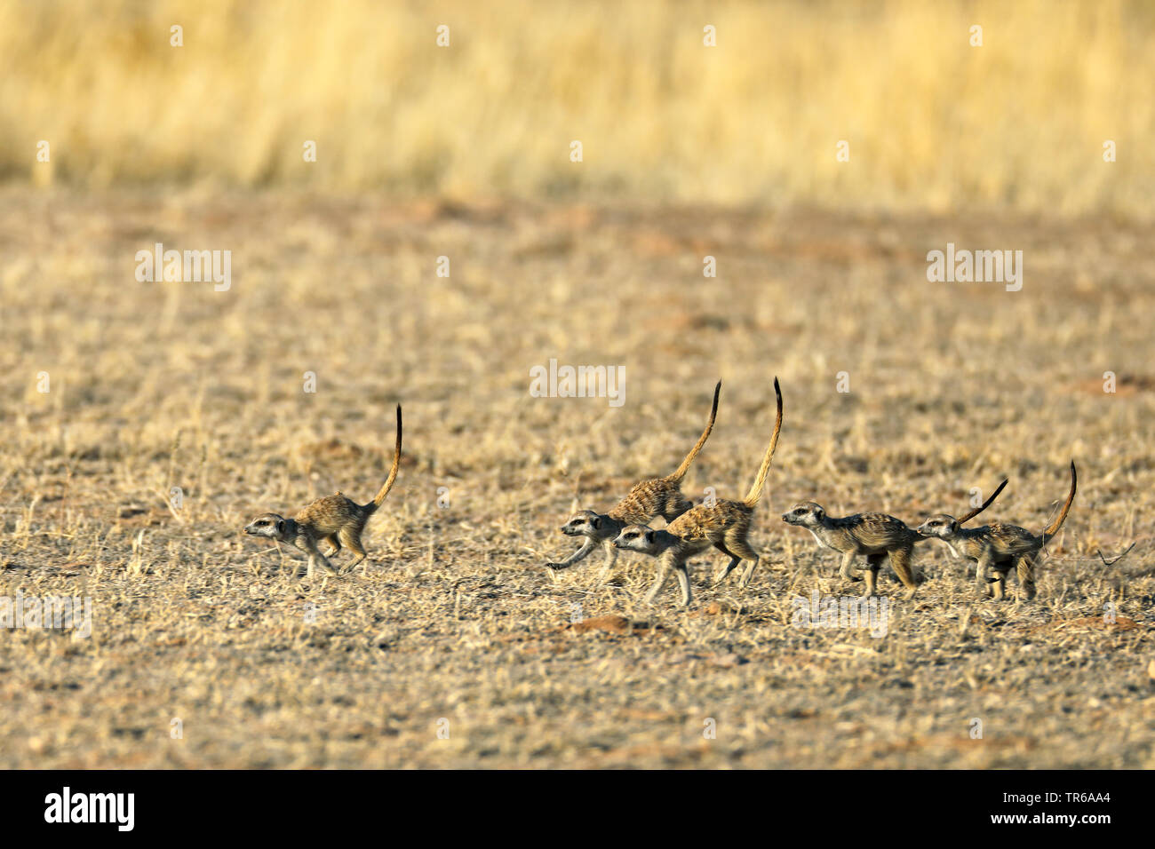 À queue fine, suricate (Suricata suricatta) suricates, exécutant group, Afrique du Sud, Kgalagadi Transfrontier National Park Banque D'Images