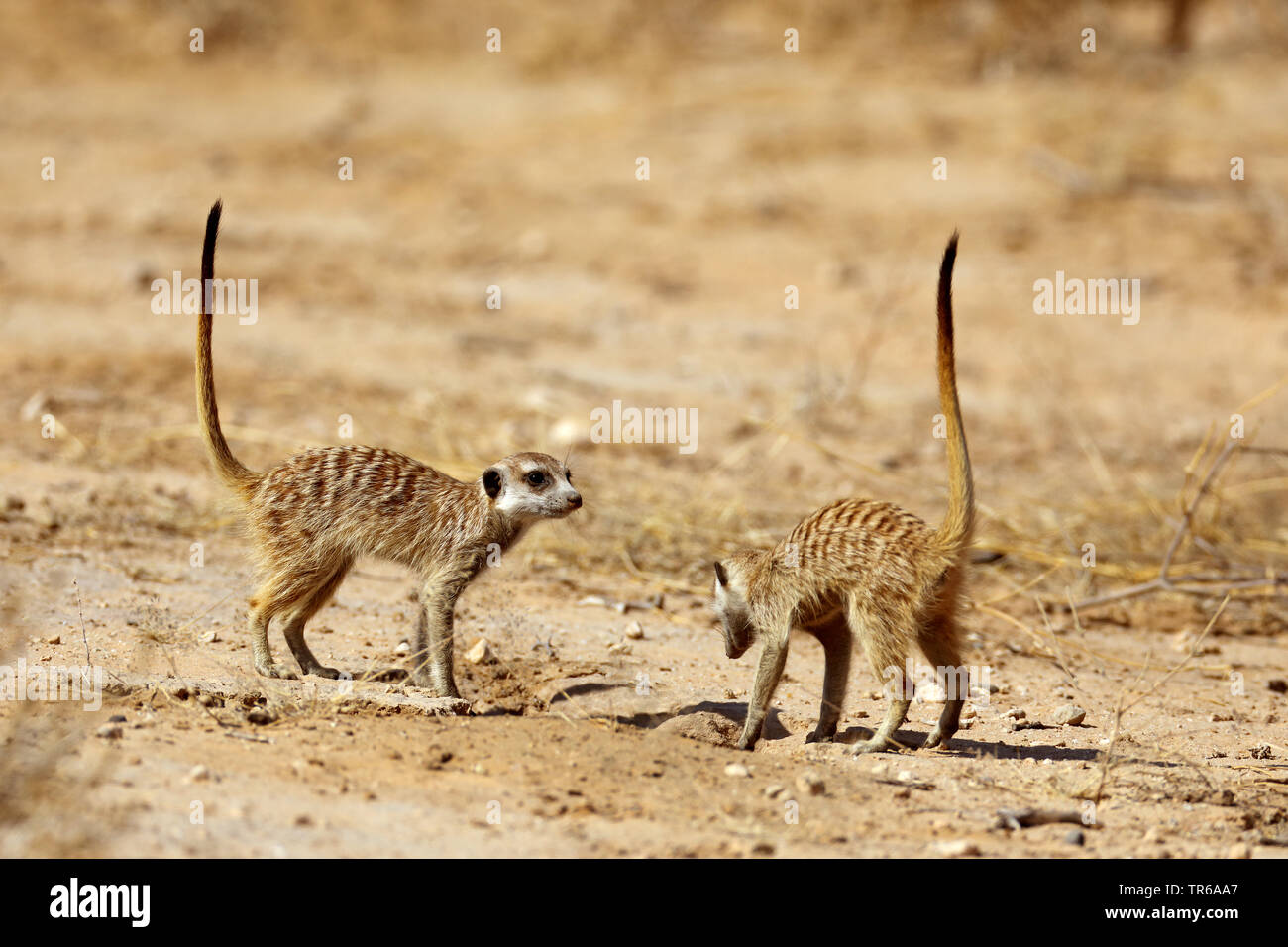 À queue fine, suricate (Suricata suricatta) suricates, deux suricates nourriture dans la savane, Afrique du Sud, Kgalagadi Transfrontier National Park Banque D'Images