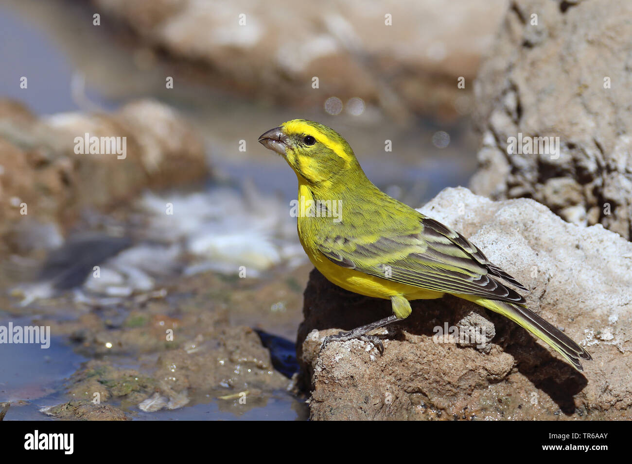 Canaries (Serinus flaviventris jaune), homme sur un rocher au bord de l'eau, l'Afrique du Sud, Kgalagadi Transfrontier National Park Banque D'Images