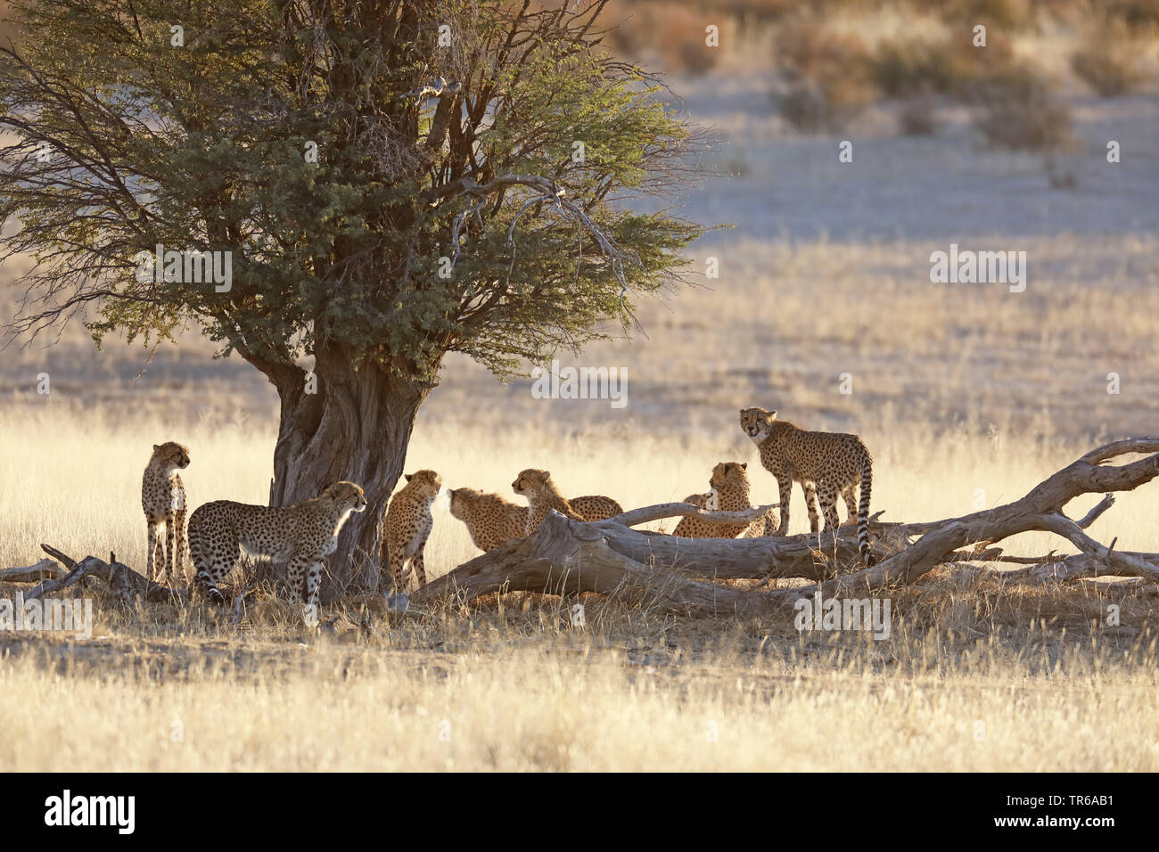 Le Guépard (Acinonyx jubatus), debout dans la savane dans la matinée, Afrique du Sud, Kgalagadi Transfrontier National Park Banque D'Images