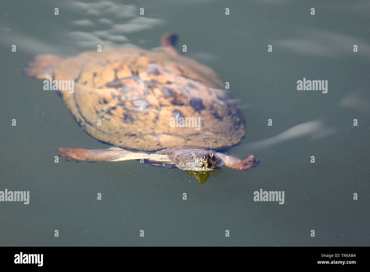 Tortue dentelée de l'Afrique de l'Est de la boue, dentelée (tortues Pelusios sinuatus), piscine, vue avant, Afrique du Sud, Province du Nord Ouest, le Parc National de Pilanesberg Banque D'Images