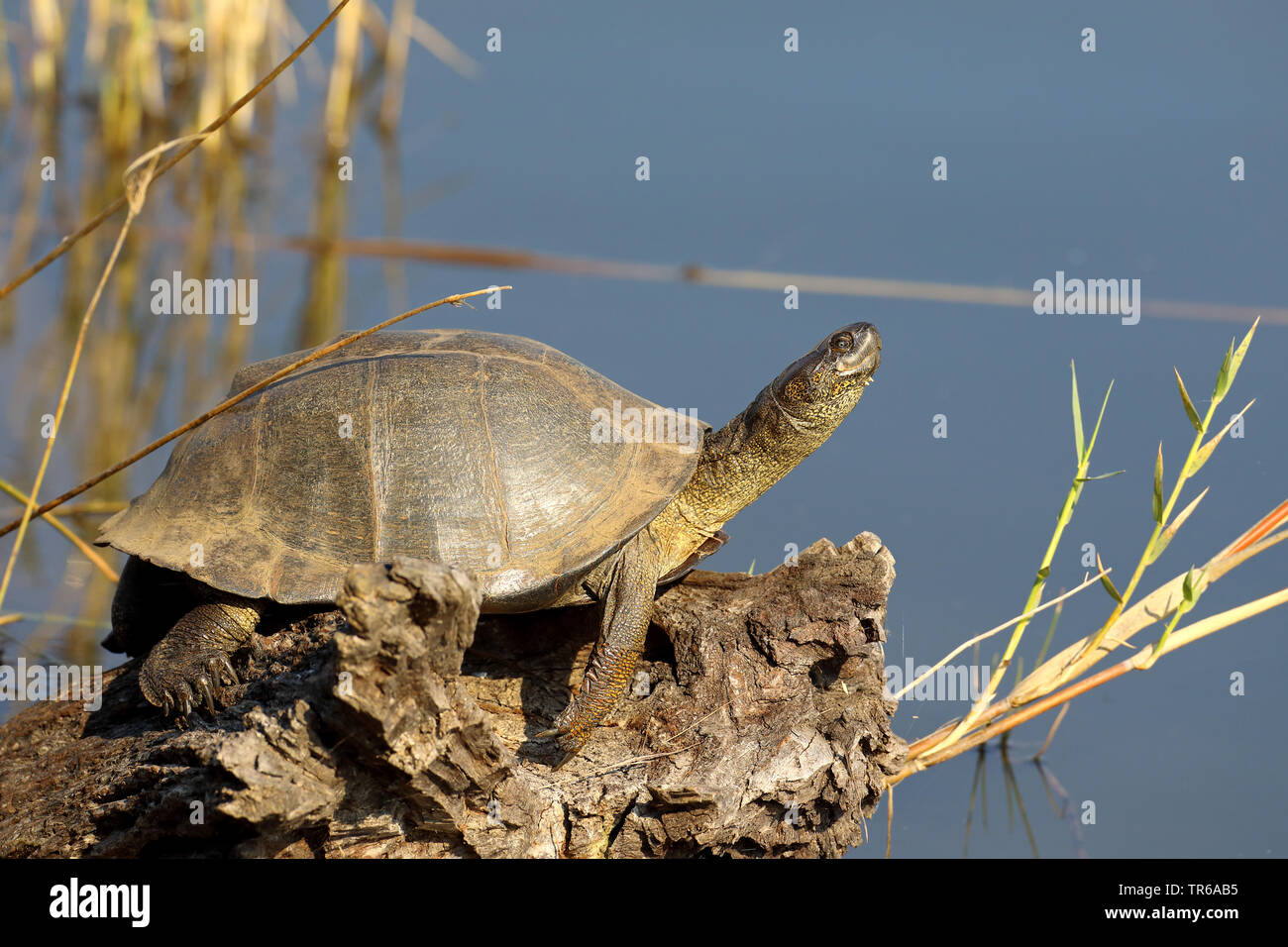 Tortue dentelée de l'Afrique de l'Est de la boue, dentelée (tortues Pelusios sinuatus), bains de soleil sur le bois mort au bord de l'eau, vue de côté, l'Afrique du Sud, Province du Nord Ouest, le Parc National de Pilanesberg Banque D'Images