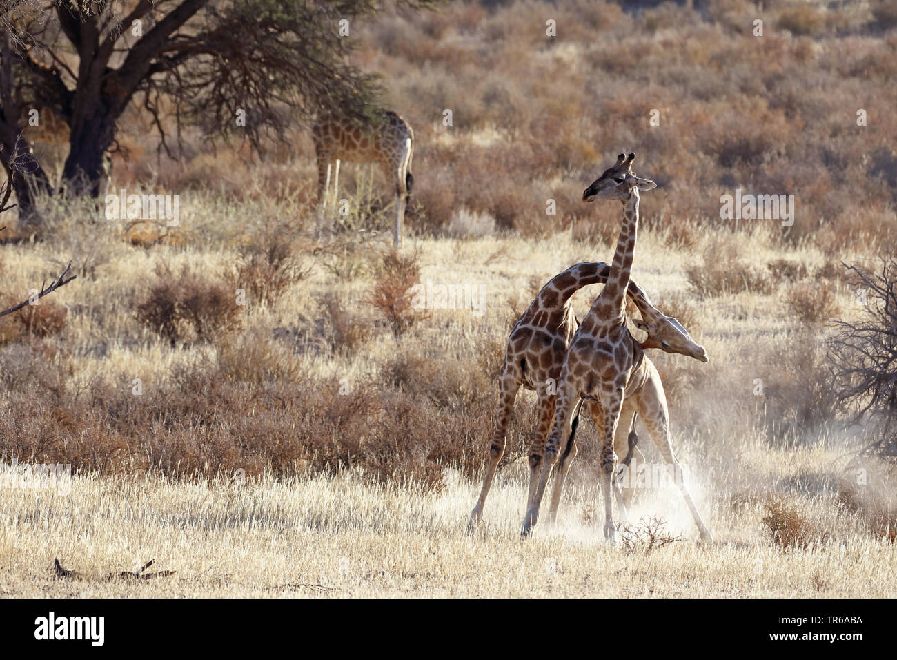 Girafe (Giraffa camelopardalis), territoriaux lutte entre deux hommes girafes dans la savane, Afrique du Sud, Kgalagadi Transfrontier National Park Banque D'Images