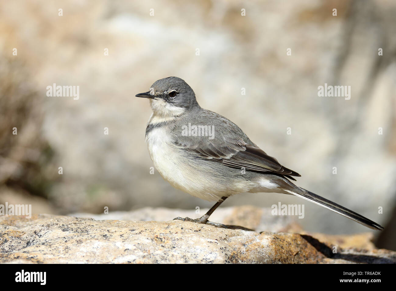Bergeronnette du cap (Motacilla capensis), assis sur un rocher, Afrique du Sud, Klaarstrom Banque D'Images