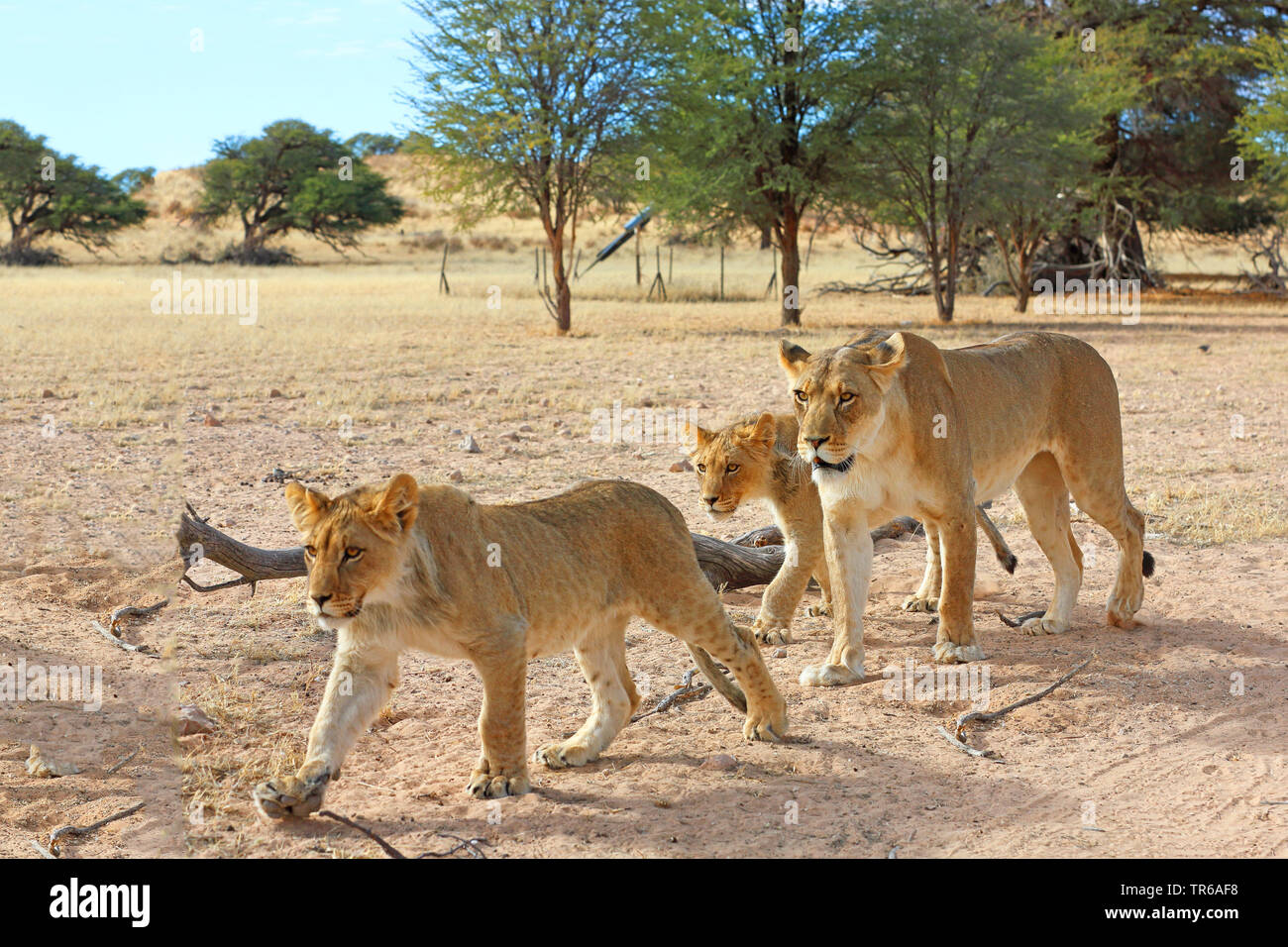 Lion (Panthera leo), lionne marchant avec deux jeunes animaux dans la savane, Afrique du Sud, Kgalagadi Transfrontier National Park Banque D'Images