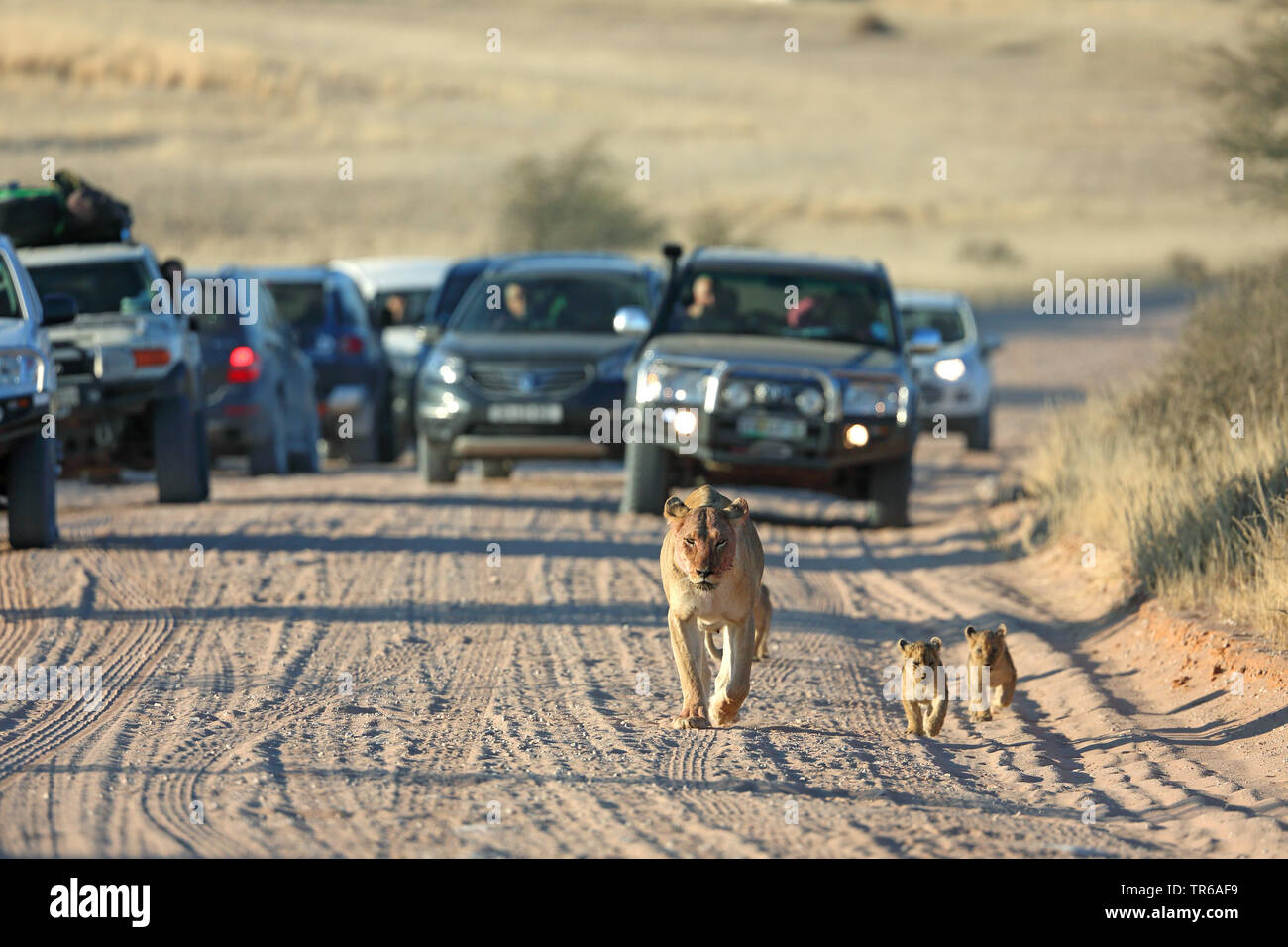 Lion (Panthera leo), lionne marchant avec deux jeunes animaux en face de voitures sur une piste de sable, vue avant, Afrique du Sud, Kgalagadi Transfrontier National Park Banque D'Images