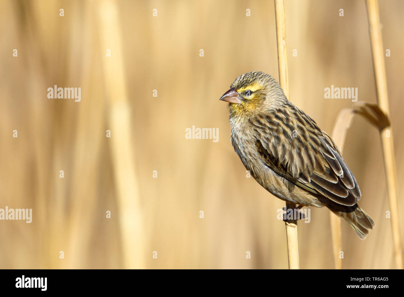 Bishop Euplectes orix (rouge), assis sur reed, plumage éclipse, Afrique du Sud, Klaarstrom Banque D'Images