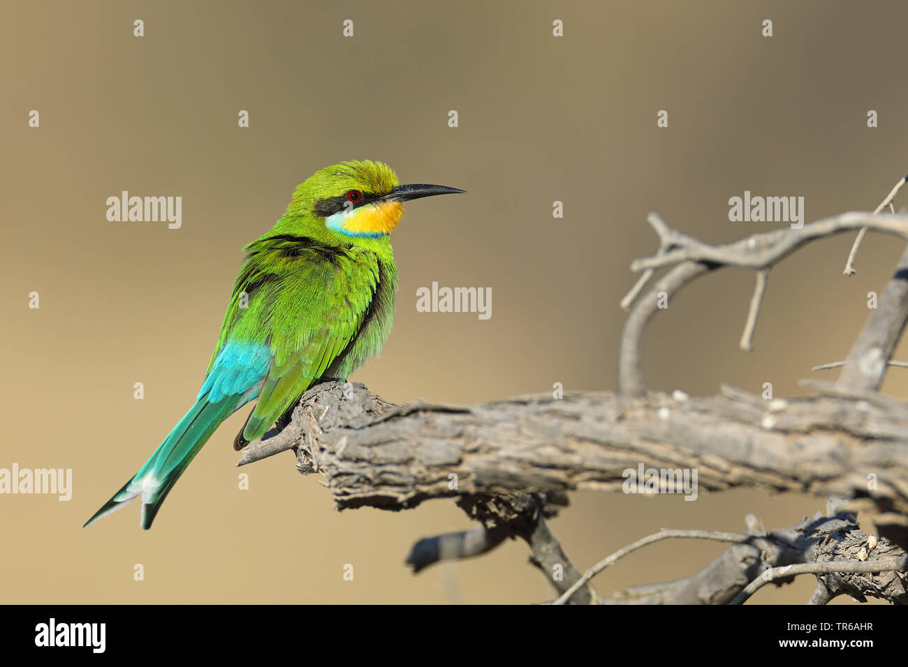 Milan à queue fourchue (Merops hirundineus mangeur d'abeilles), assis sur un arbre, Afrique du Sud, Kgalagadi Transfrontier National Park Banque D'Images
