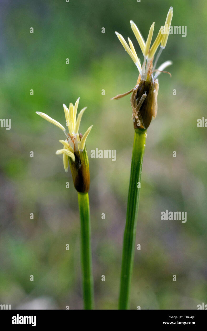 Deergrass, cerfs des cheveux (Trichophorum cespitosum), blooming, Allemagne, Bavière, Murnauer Moos Banque D'Images