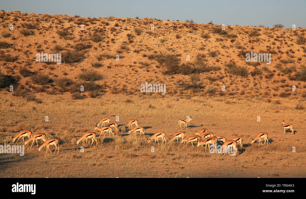 Springbuck, springbok (Antidorcas marsupialis), dans la vallée de l'Auob troupeau, Afrique du Sud, le Parc National de Kgalagadi, Auobtal Banque D'Images