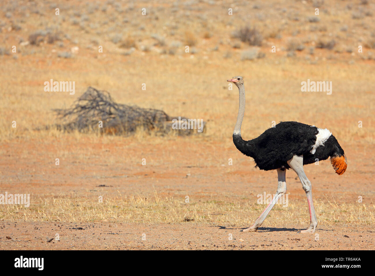 Autruche (Struthio camelus), homme de marcher à travers la savane, Afrique du Sud, Kgalagadi Transfrontier National Park Banque D'Images