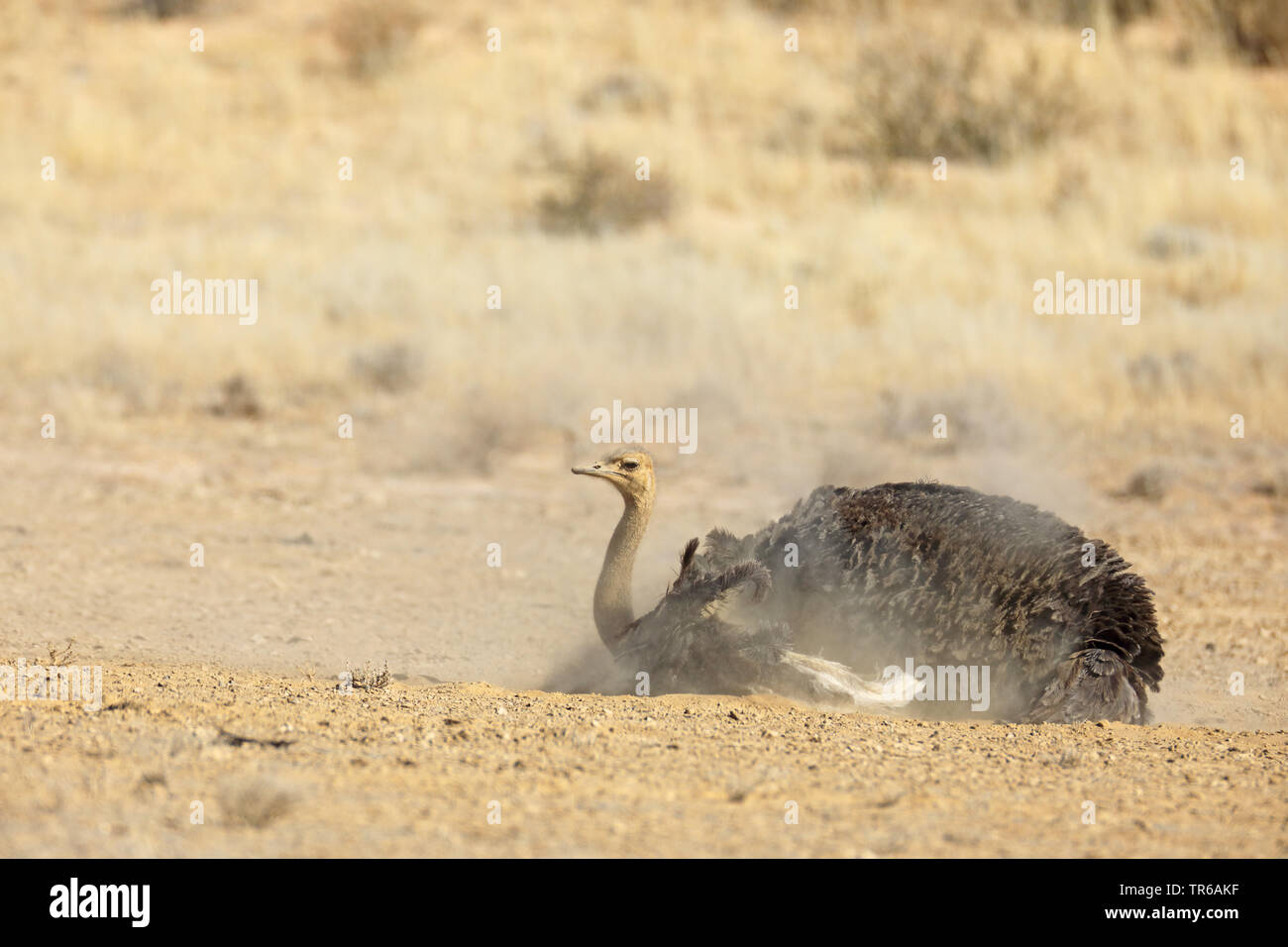 Autruche (Struthio camelus), femme au bain de poussière, Afrique du Sud, Kgalagadi Transfrontier National Park Banque D'Images