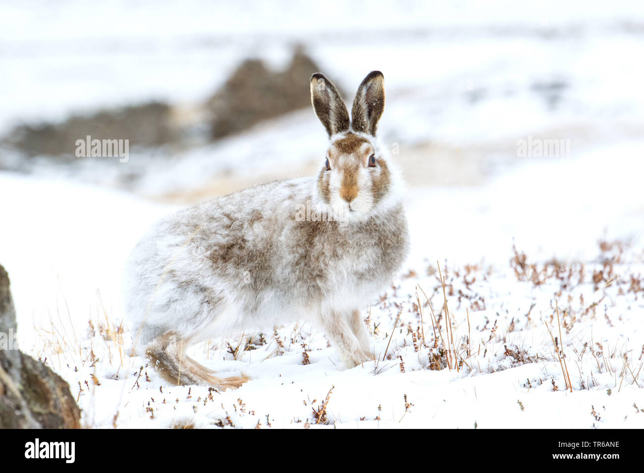 Lièvre bleu écossais, lièvre, lièvre blanc, le lièvre arctique (Lepus timidus scotticus, Lepus scotticus), changement du pelage, Royaume-Uni, Ecosse, Aviemore Banque D'Images