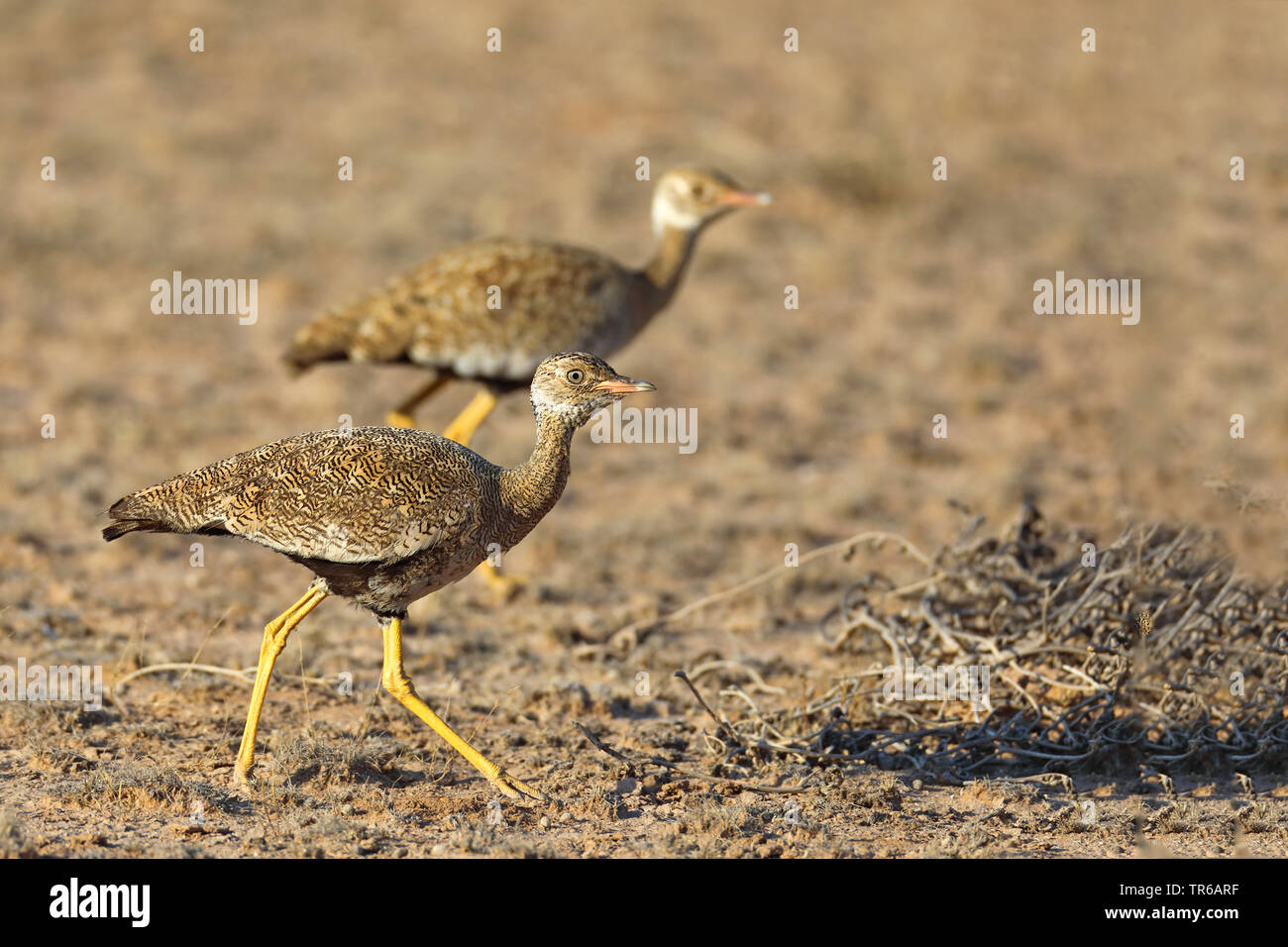 Northern black korhaan outarde piquants-blanc, (Afrotis afraoides), de femmes marche dans la savane, Afrique du Sud, Kgalagadi Transfrontier National Park Banque D'Images