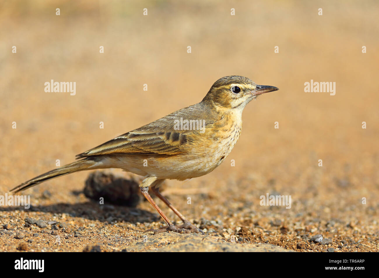 (Anthus cinnamomeus Pipit africain), debout dans la savane, l'Afrique du Sud, Province du Nord Ouest, le Parc National de Pilanesberg Banque D'Images