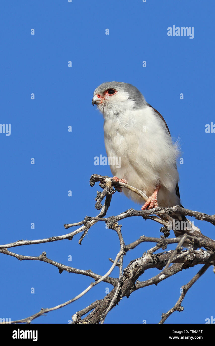 Falcon pygmées d'Afrique (Polihierax semitorquatus), femelle sur une branche, Kgalagadi Transfrontier National Park Banque D'Images