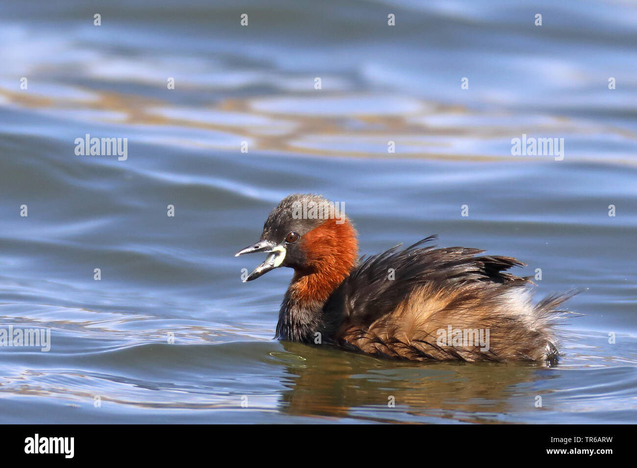 Podiceps ruficollis grèbe castagneux (Tachybaptus ruficollis), piscine, avec bec ouvert, Afrique du Sud, Province du Nord Ouest, le Parc National de Pilanesberg Banque D'Images