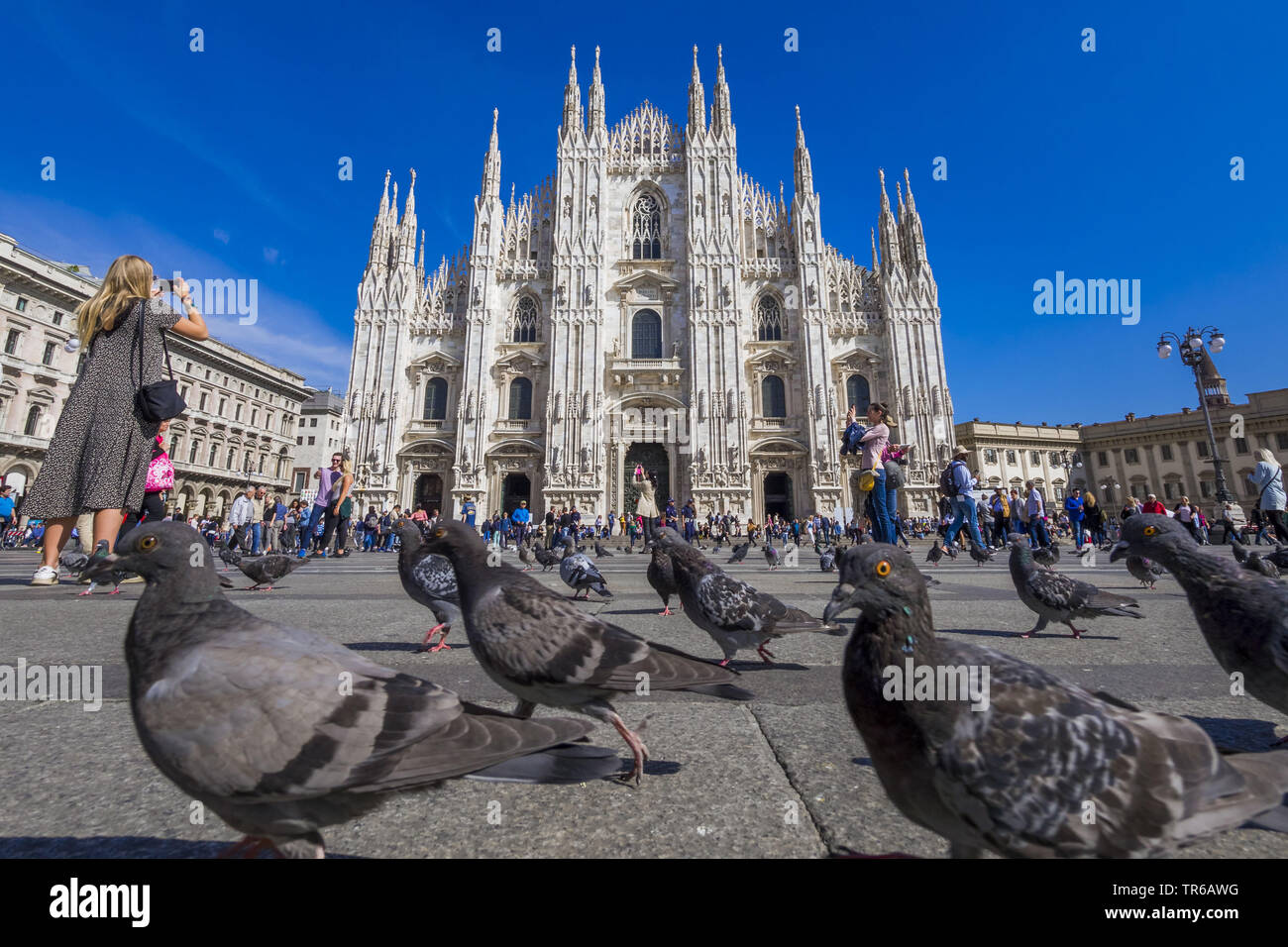 Pigeon domestique (Columba livia f. domestica), la cathédrale de Milan avec les pigeons, Italie, Lombardie, Milan Banque D'Images