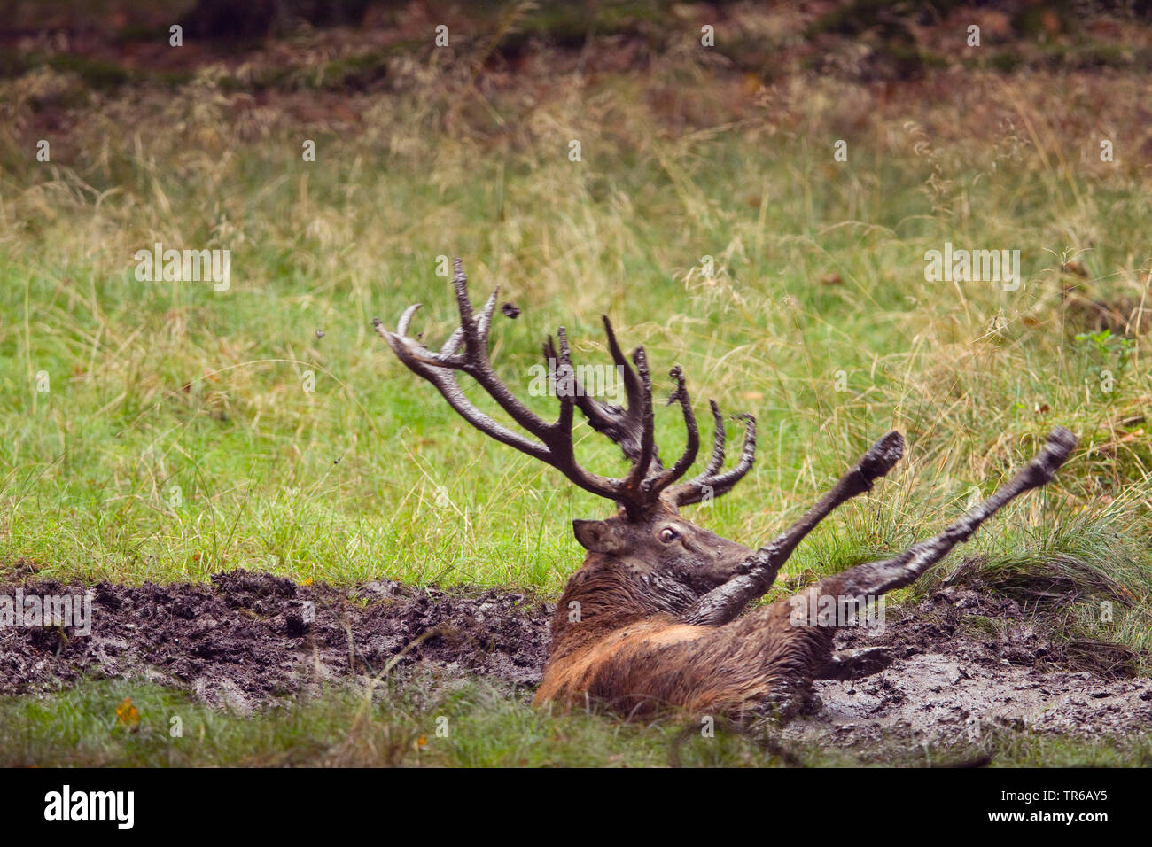 Red Deer (Cervus elaphus), se vautrant stag, l'Allemagne, en Rhénanie du Nord-Westphalie, Rhénanie-Palatinat Banque D'Images
