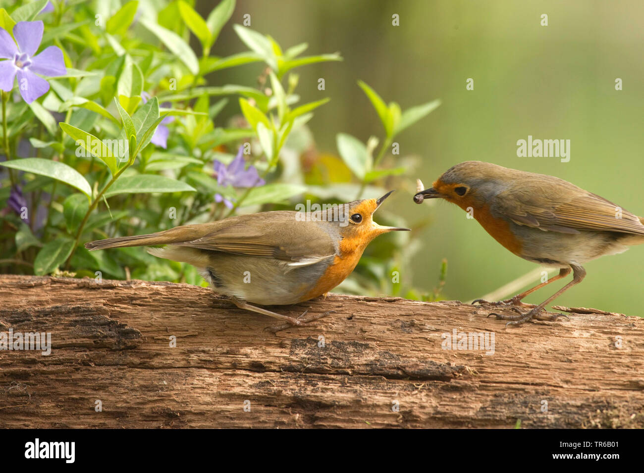 European robin (Erithacus rubecula aux abords), femme à la mendicité pour nourrir les hommes, apportant de la nourriture, de l'Allemagne, Rhénanie du Nord-Westphalie Banque D'Images European robin (Erithacus rubecula aux abords), femme à la mendicité pour nourrir les hommes, apportant de la nourriture, de l'Allemagne, Rhénanie du Nord-Westphalie Banque D'Images