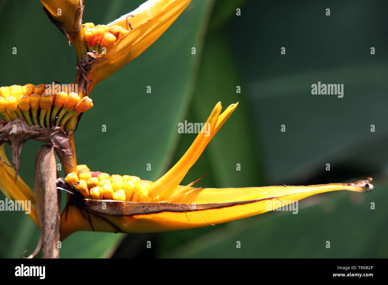 Heliconia heliconia (spec.), l'inflorescence, philippines, sud de l'île de Leyte, Panaon, Pintuyan Banque D'Images