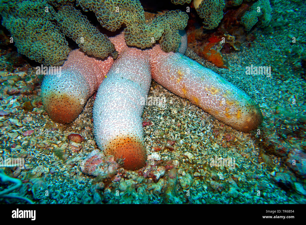 Thromidia catalai (étoile de mer), sur le fond marin, philippines, sud de l'île de Leyte, Panaon, Pintuyan Banque D'Images