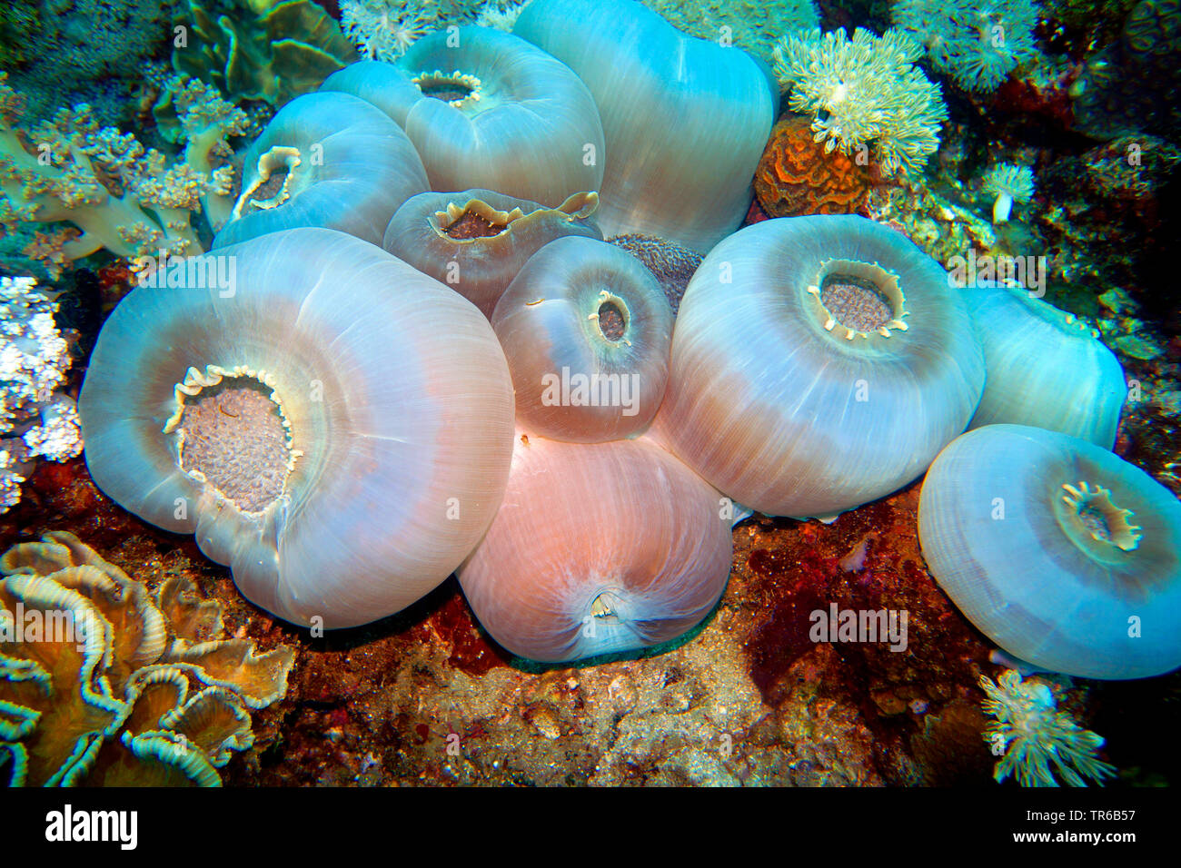Tasse géante, oreilles d'éléphant géantes (Amplexidiscus fenestrafer corail champignon), oreilles d'éléphant géant coraux Champignons au récif, philippines, sud de l'île de Leyte, Panaon, Pintuyan Banque D'Images