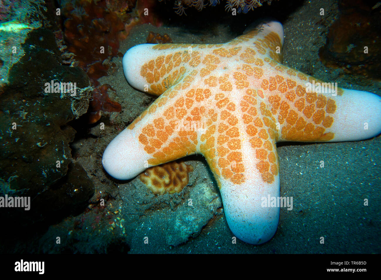 Seastar (Choriaster granulatus), sur les fonds marins, philippines, sud de l'île de Leyte, Panaon, Pintuyan Banque D'Images