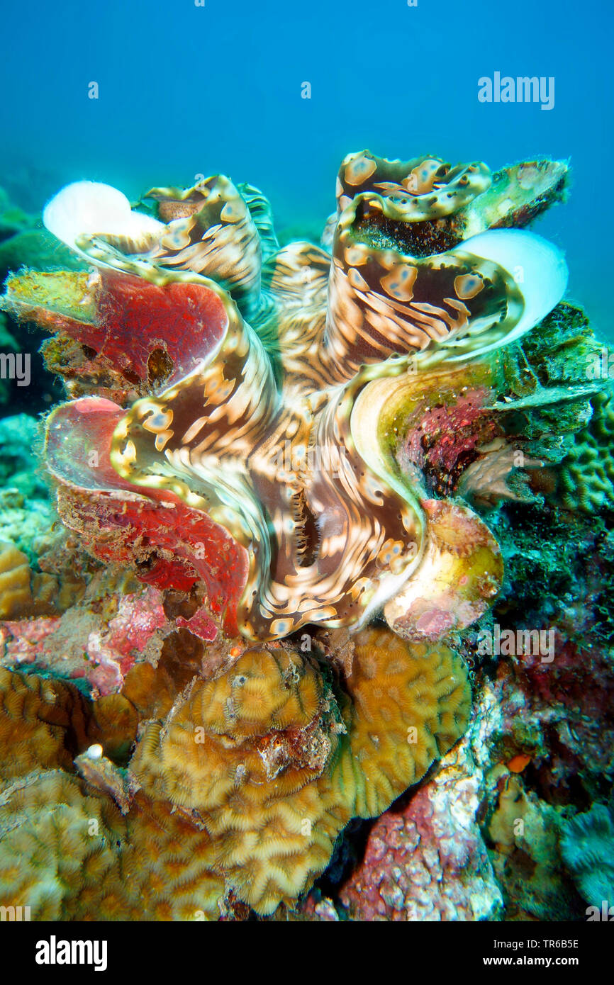 Des bénitiers (Tridacna sp.), à la barrière de corail, aux Philippines, dans le sud de l'île de Leyte, Panaon, Pintuyan Banque D'Images