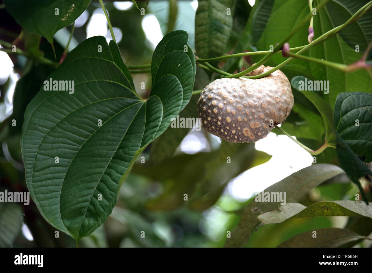 Pomme de terre de l'air (Dioscorea bulbifera), avec bulbill, Philippines, Southern Leyte Banque D'Images