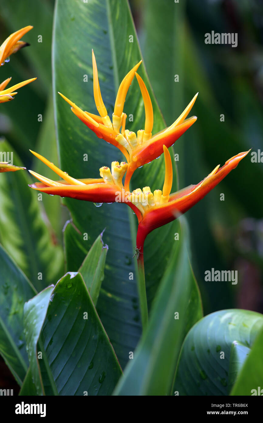 Heliconia heliconia (spec.), l'inflorescence, philippines, sud de l'île de Leyte, Panaon, Pintuyan Banque D'Images