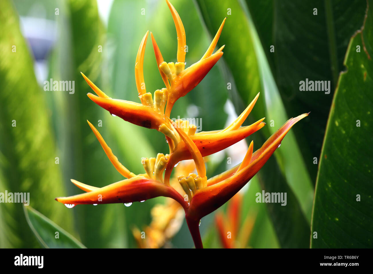 Heliconia heliconia (spec.), l'inflorescence, philippines, sud de l'île de Leyte, Panaon, Pintuyan Banque D'Images