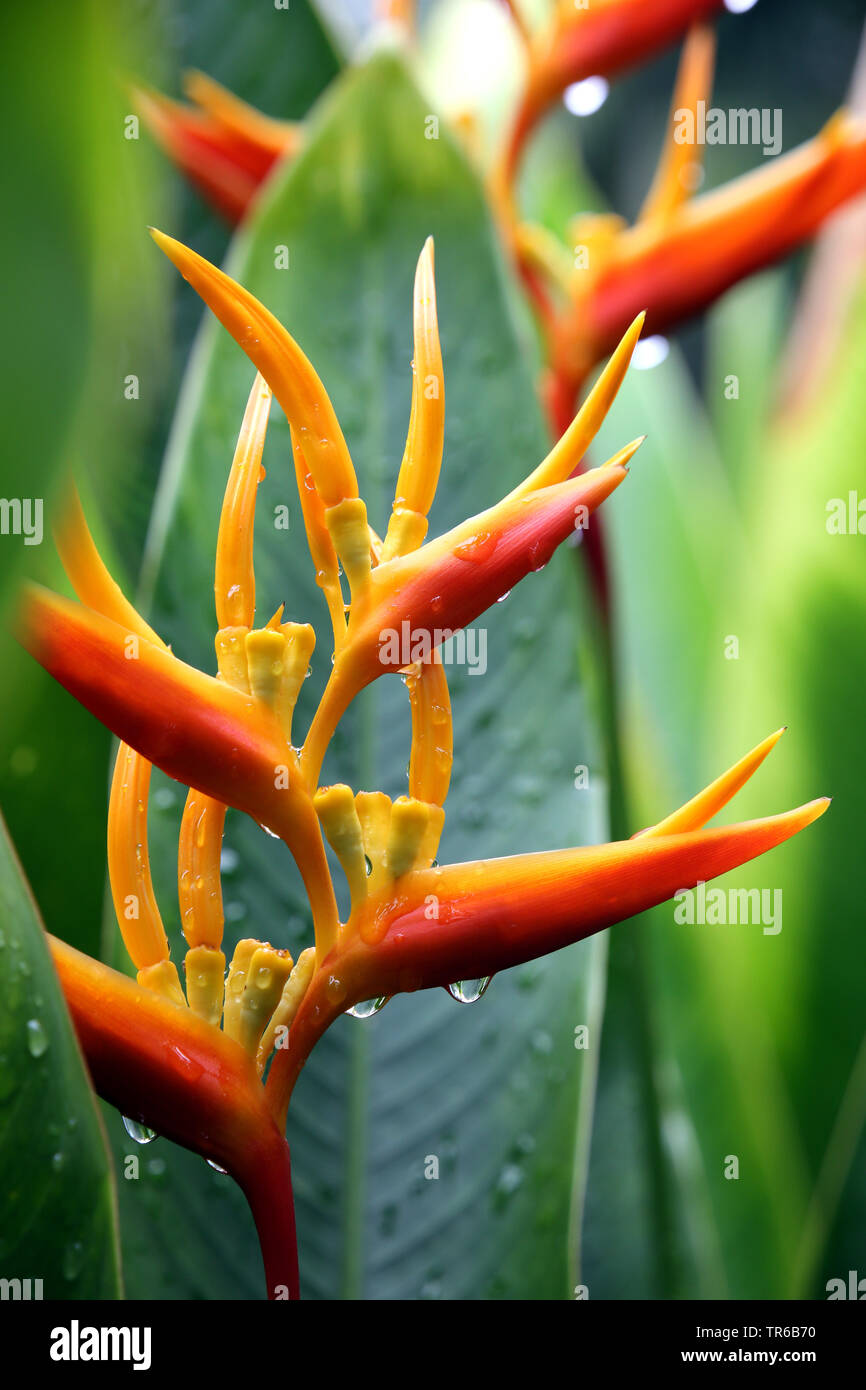 Heliconia heliconia (spec.), l'inflorescence, philippines, sud de l'île de Leyte, Panaon, Pintuyan Banque D'Images
