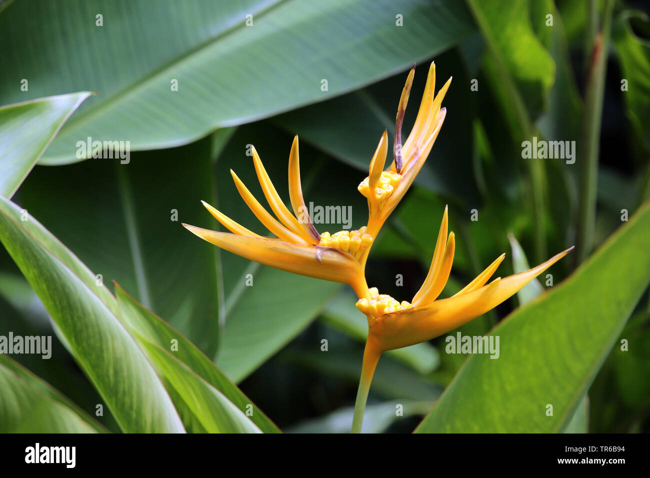 Heliconia heliconia (spec.), l'inflorescence, Philippines, Southern Leyte Banque D'Images
