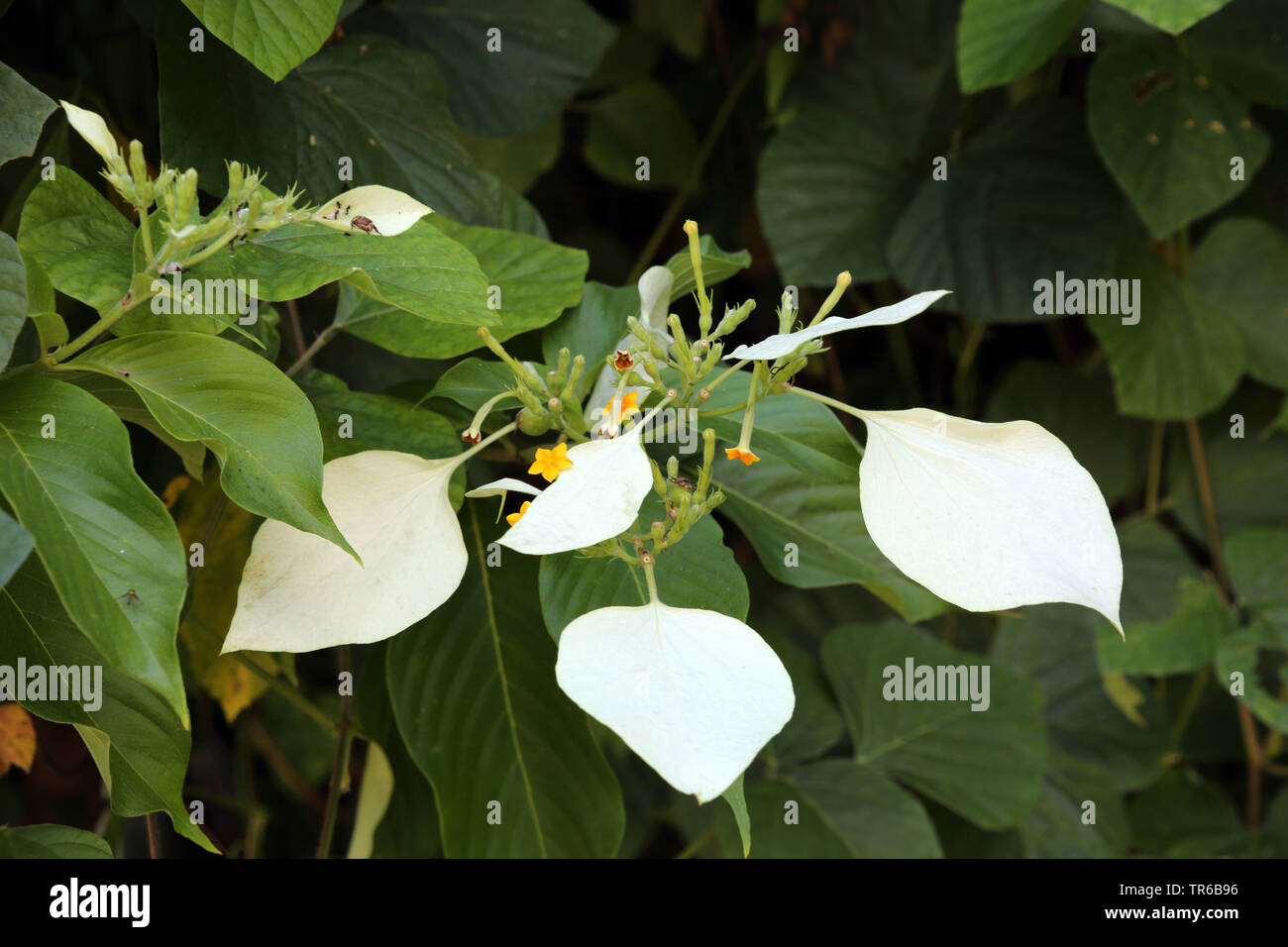 Clerodendrum paniculatum pagode (fleurs, Clerodendron paniculatum), blooming, Philippines, Southern Leyte Banque D'Images