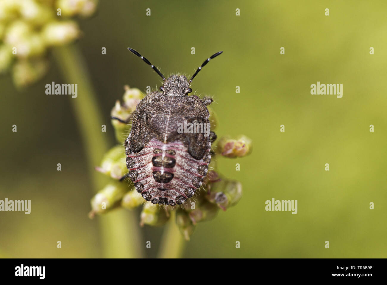 Prunelle, bug sloebug (Dolycoris baccarum), larve, nymphe, Allemagne, Bade-Wurtemberg Banque D'Images