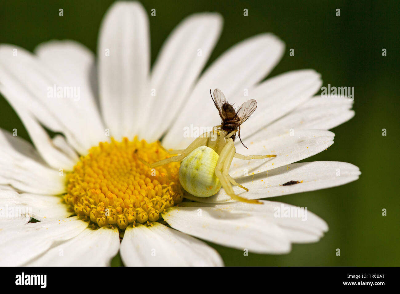 Houghton (Misumena vatia araignée crabe), assis sur une marguerite avec la proie fly, Allemagne, Bade-Wurtemberg Banque D'Images